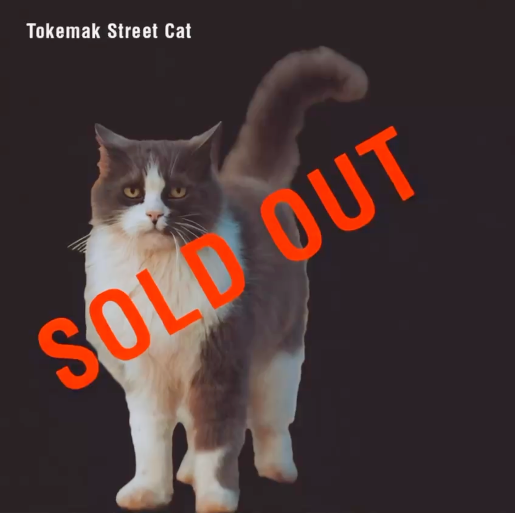 Tokemak Street Cat